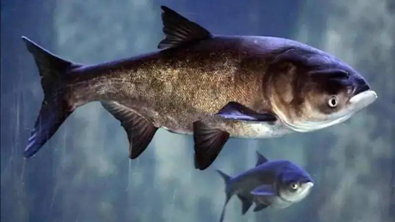蓄水二十年“鱼王”到处游，三峡水库的鱼现在多大？